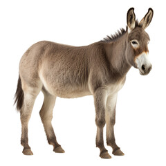 Fototapeta premium donkey isolated on transparent background cutout