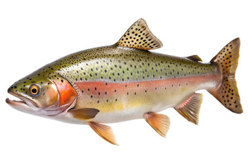 trout isolated on transparent background. AI Generative