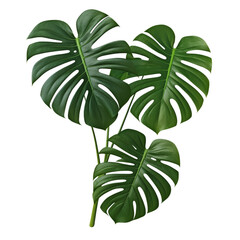 monstera leaves isolated on transparent background cutout