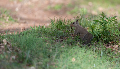 可愛いニホンリス