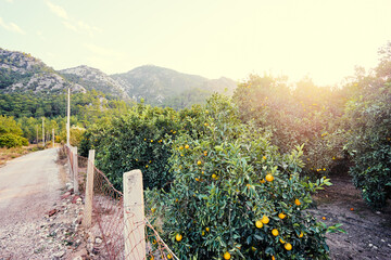 Fototapeta premium Beautiful landscape with oranges garden and mountains.