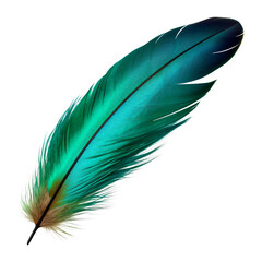 blue green feather isolated on transparent background cutout
