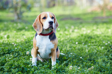 Portrait of a beagle dog on the green grass.