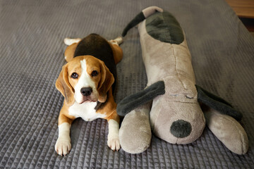 A beagle dog is lying on a bed on a gray blanket next to a large stuffed animal.