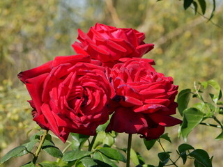 Trio de rosas rojas en primavera