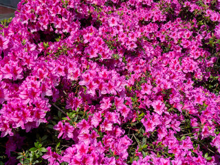 Pink flowers of azalea in full bloom in spring. Intense bright pink color. A beautiful spring scene. Rhododendron simsii
