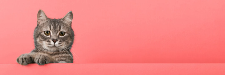 Cute little gray cat, on a yellow background, looks and plays. Buisiness banner, concept, copy...