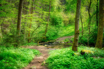 Obraz premium path in the forest