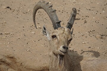 Adult argali on the sand close-up