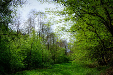 Obraz premium morning in the woods