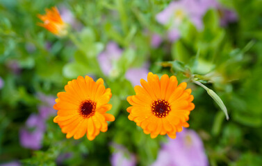 Calendula marigold flower. Calendula flower during rainy day with drops of water on it. detail.