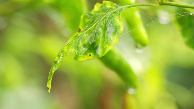 Leaf curl disease in a chili plant caused by virus, geminiviridae, begomovirus, pepper crop health, capsicum 