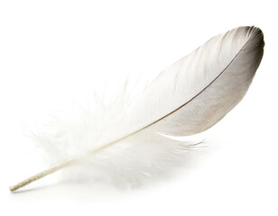 Obraz premium Weiße Feder isoliert auf weißen Hintergrund, Freisteller 