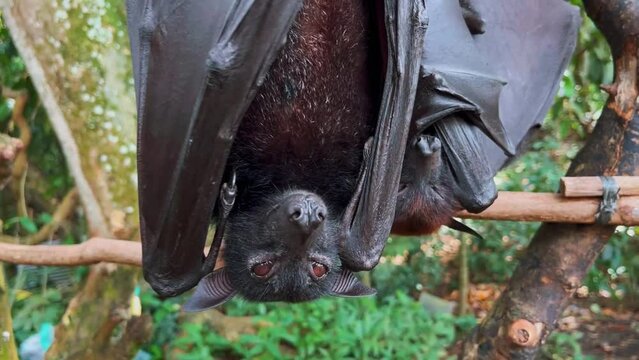 Giant fruit bats or large flying foxes - Pteropus vampyrus, Pteropus giganteus. A tourist area in Bali, Indonesia. Flying foxes in daytime. These fruit fly bats are hanging upside down in the jungle