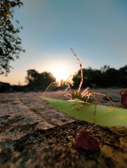 Green needle Spider 