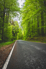 Naklejka premium forest, road, green, landscape, nature, street, traffic