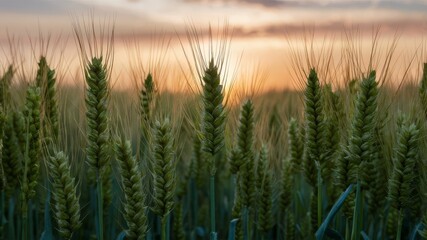 Obraz premium Beautiful close-up macro of a wheat field at dawn. Stunning natural background.