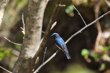 赤城の森に渡ってきたオオルリ