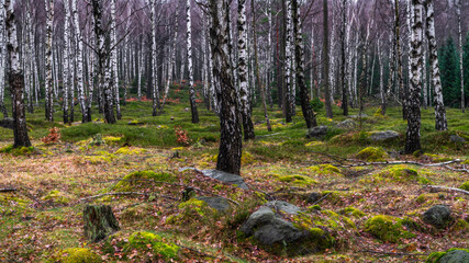 Birches on rocky ground - Birken auf felsigem Boden