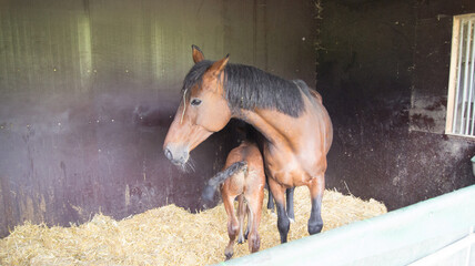old wooden stable with a horse mare and a 3 weeks young foal