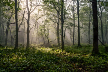 Obraz premium Mistery forest