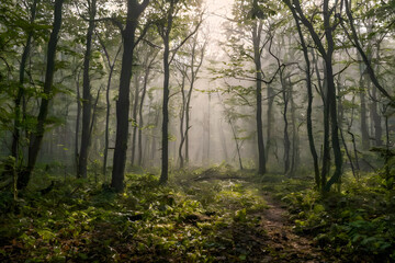 Naklejka premium Mistery forest