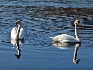 swans on the lake