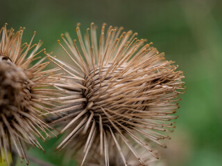 close up of a thistle
