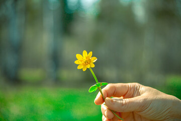 yellow flowers in hand. The girl holds wild flowers in her hand. Blurred soft background, soft bokeh.Spring-summer concept. close-up and blurred forest background. Idyllic nature. orchid flower.
