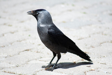 crow on the beach