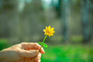 yellow flowers in hand. The girl holds wild flowers in her hand. Blurred soft background, soft bokeh.Spring-summer concept. close-up and blurred forest background. Idyllic nature. orchid flower.