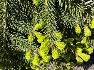 Spring inflorescence on a coniferous tree. Pine blossoms spreading green pollen. Young sprouts on a...