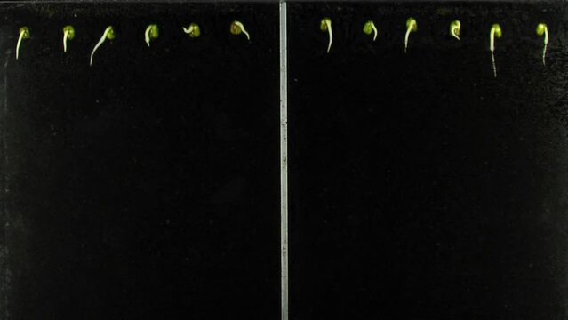Electromagnetic field effect to mung beans grow in rhizobox
