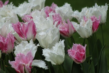 Magnifique jardin de fleurs au Pays bas à Keukenhof