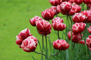 Obraz premium Magnifique jardin de fleurs au Pays bas à Keukenhof
