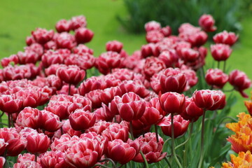 le plus beau jardin de flerus au pays bas Keukenhof