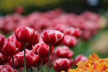 Magnifique jardin de fleurs au Pays bas à Keukenhof