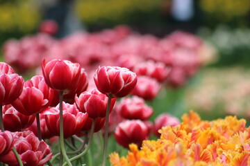 le plus beau jardin de flerus au pays bas Keukenhof
