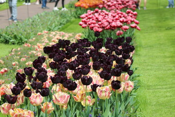 Magnifique jardin de fleurs au Pays bas à Keukenhof