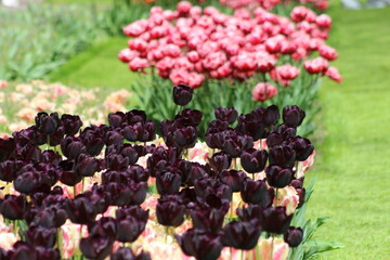 Magnifique jardin de fleurs au Pays bas à Keukenhof