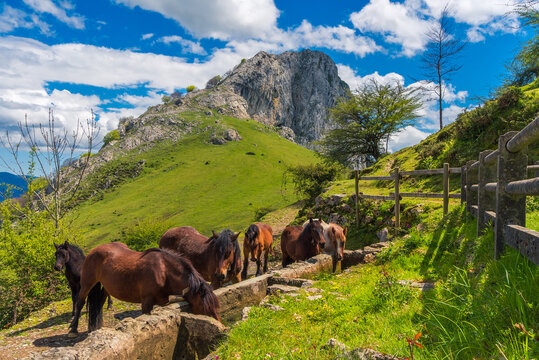 Habituallamiento equino en el Mugarra