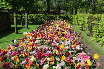 Magnifique jardin de fleurs au Pays bas à Keukenhof