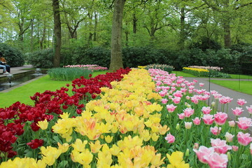 Magnifique jardin de fleurs au Pays bas à Keukenhof