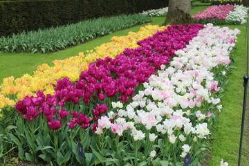 Magnifique jardin de fleurs au Pays bas à Keukenhof