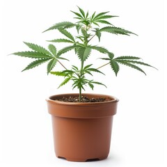 Fototapeta premium Potted Cannabis Plant Isolated on White Background