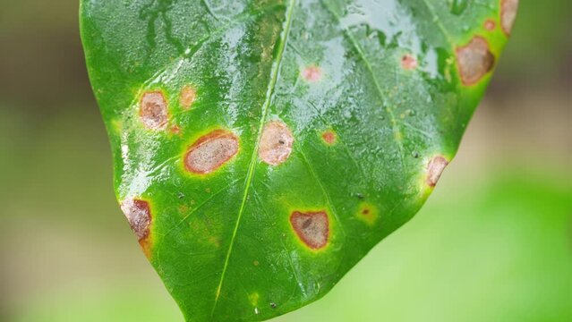Close-up, arabica leaf with fungal infection, coffee rust, hemileia vastatrix, fungus pathogen affecting plants, diseased tree on farm