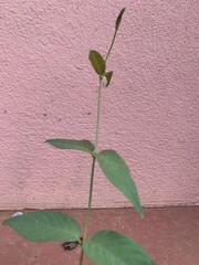 plant growing in the ground with pink wall.