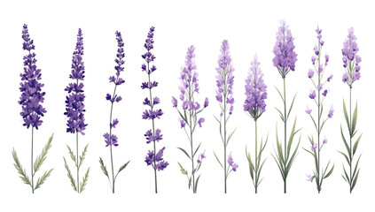 Set of violet lavender flowers elements. Collection of lavender flowers on a isolated white background. Vector illustration bundle for wedding invitation and greeting card.