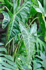 Alocasia longiloba miq, Alocasia longiloba or alocasia plant and rain drop