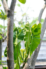 Paraiso Verde or Philodendron paraiso verde or verdant paradise or Philodendron paraiso